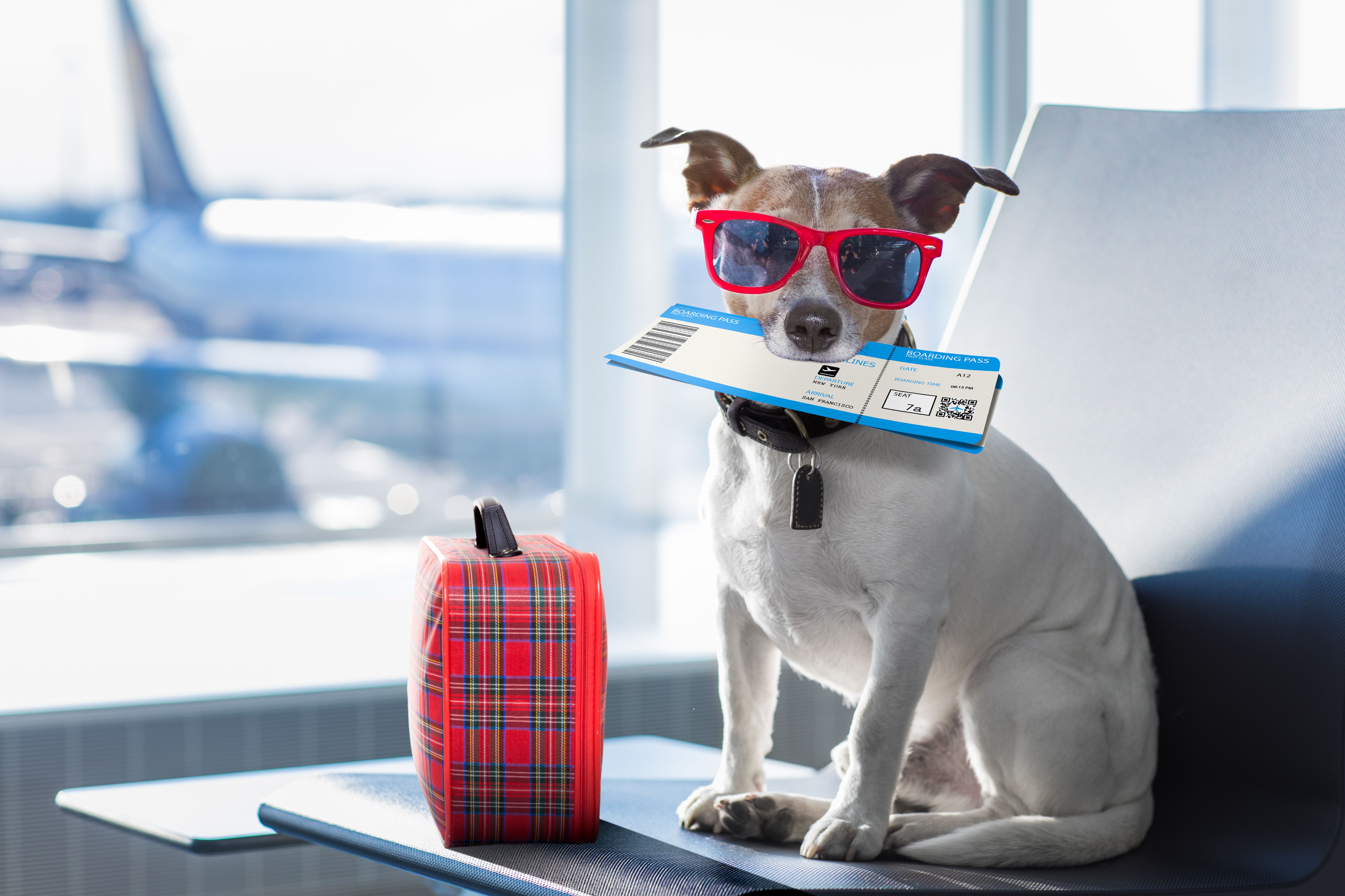 A dog sitting in a passenger terminal with sunglasses and a suitcase.