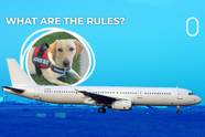 The Ins Outs Of Flying With Service Dogs