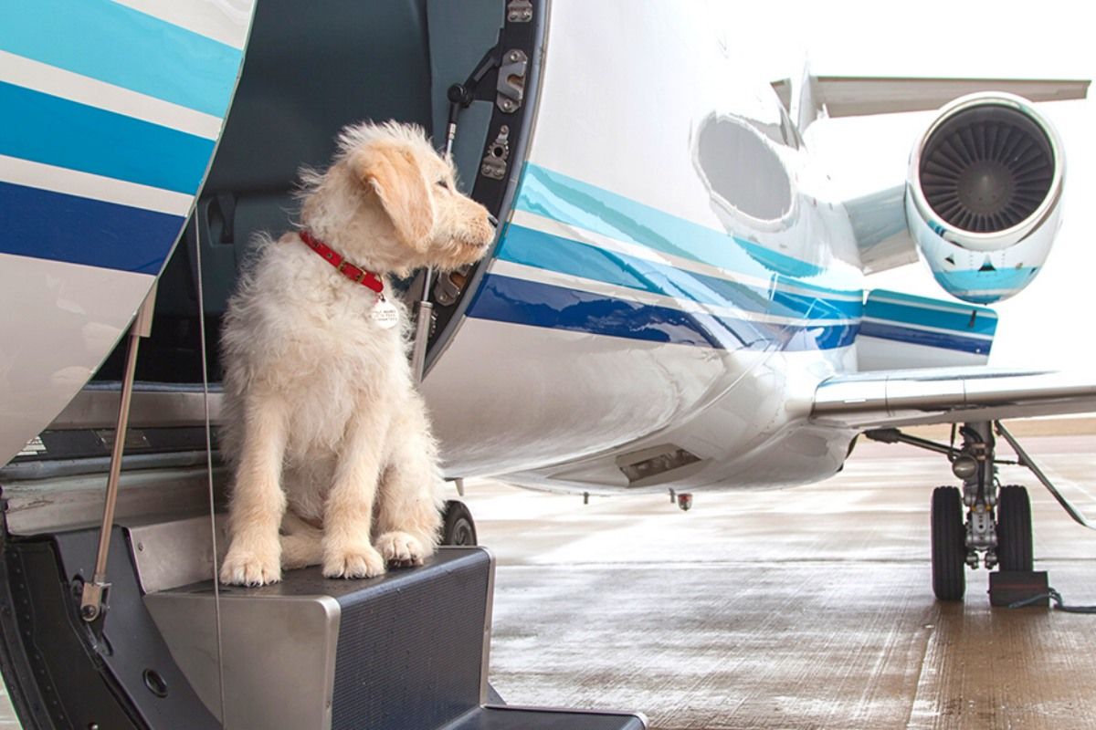 PrivateFly Pet Flights