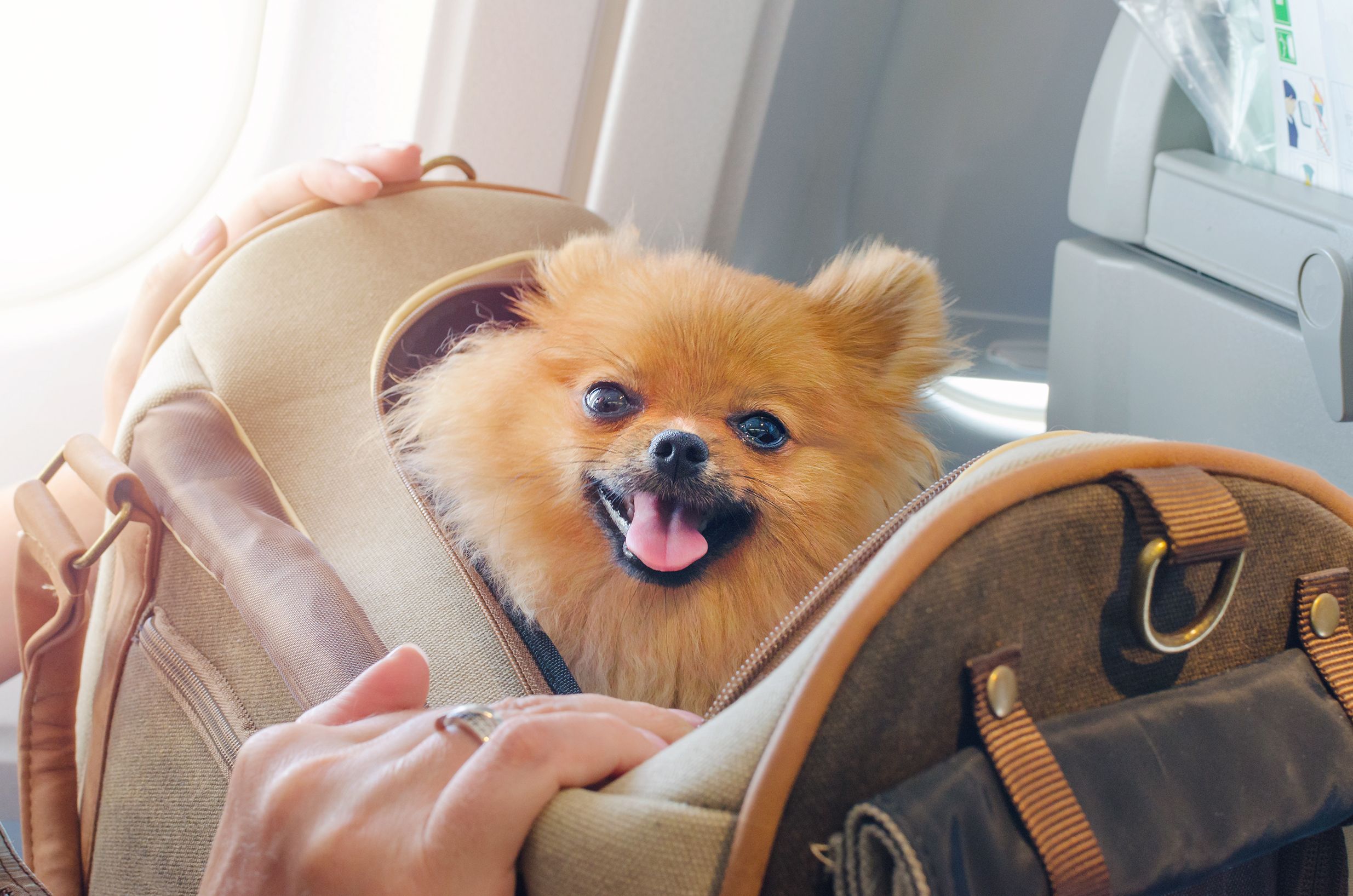 A Dog in a bag onboard an aircraft.