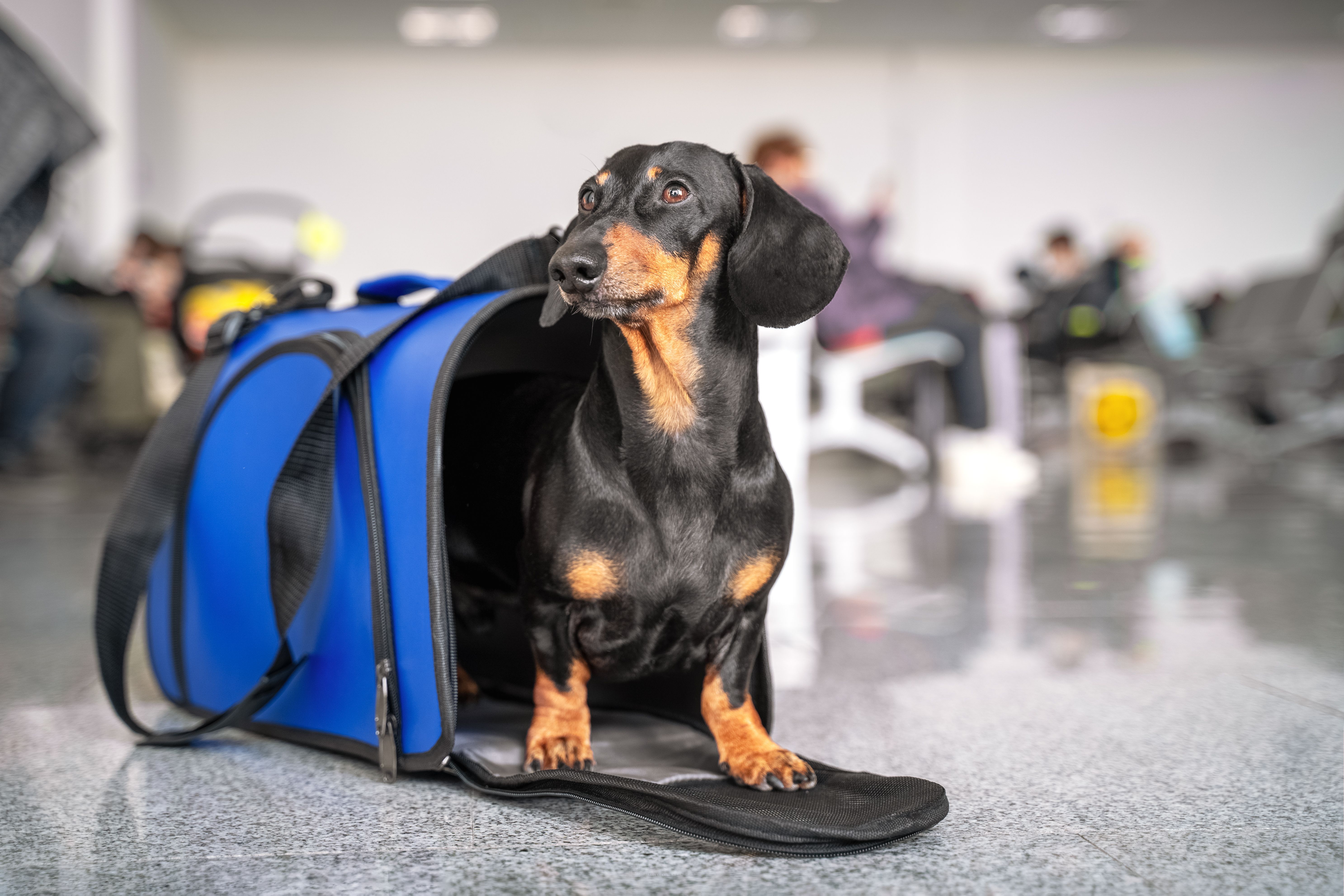 A Dog standing near an animal carrying bag in an airport.