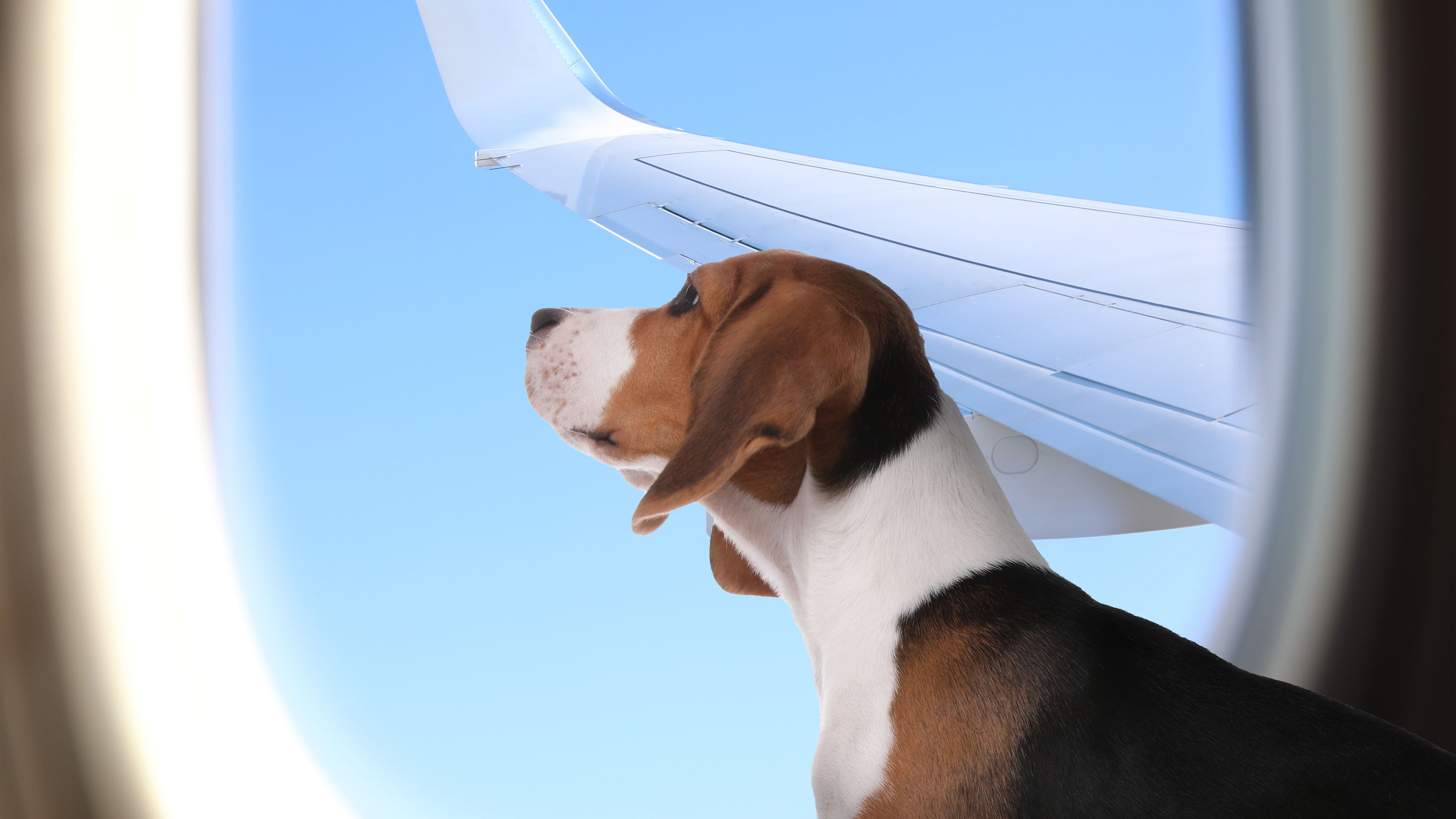 Dog onboard an aircraft
