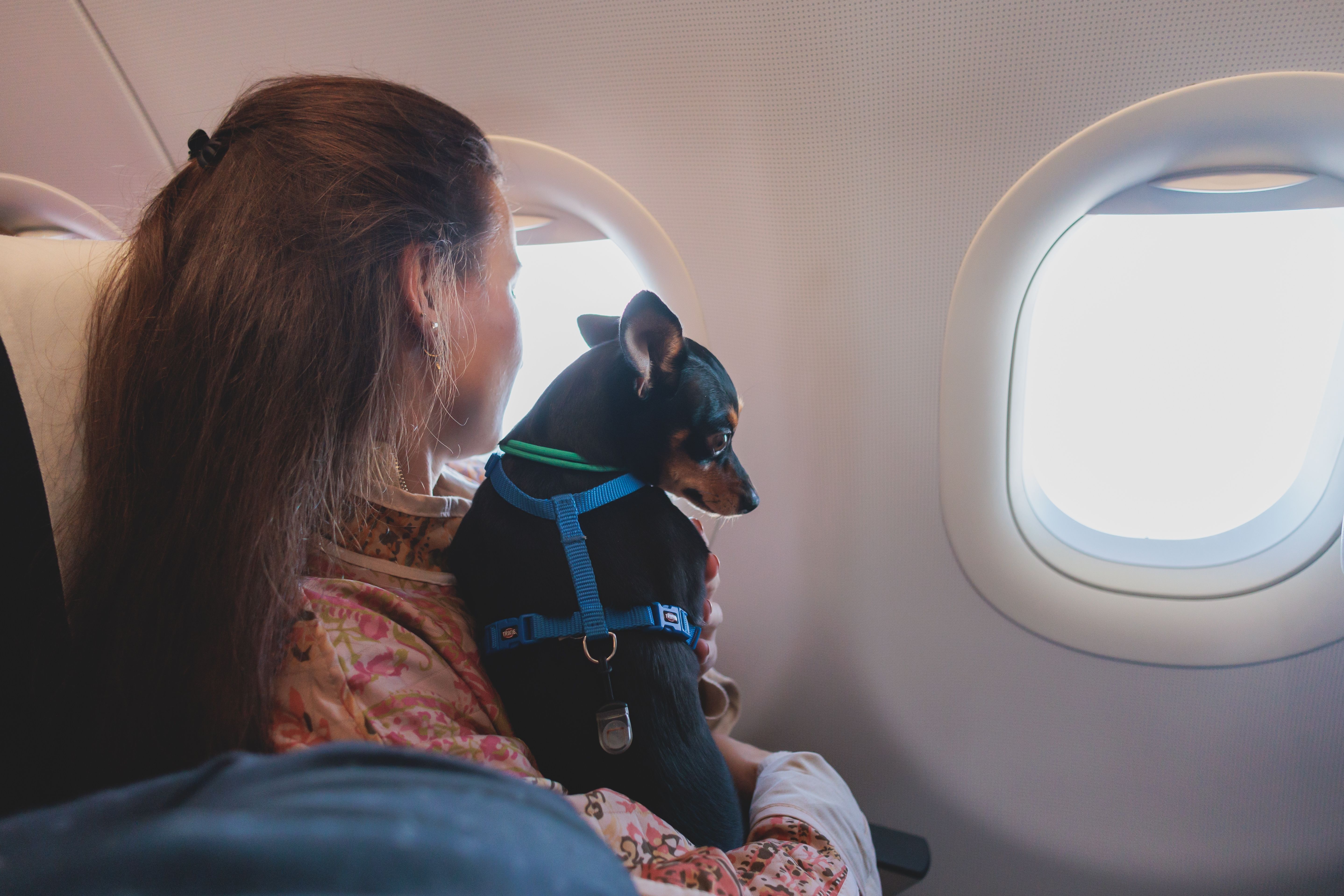A passenger sitting in a window seat holding a small dog.