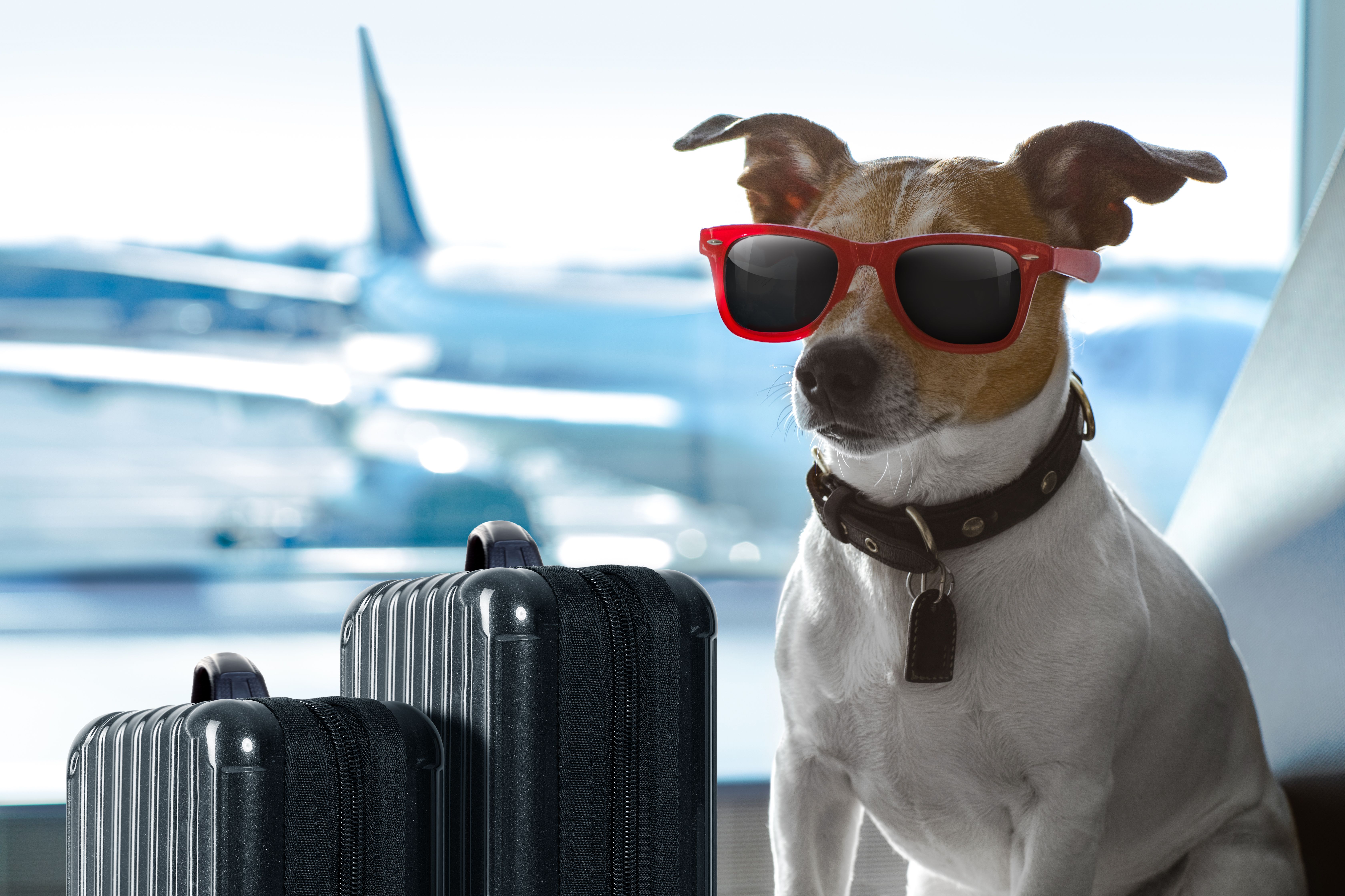 Dog with sunglasses at an airport.