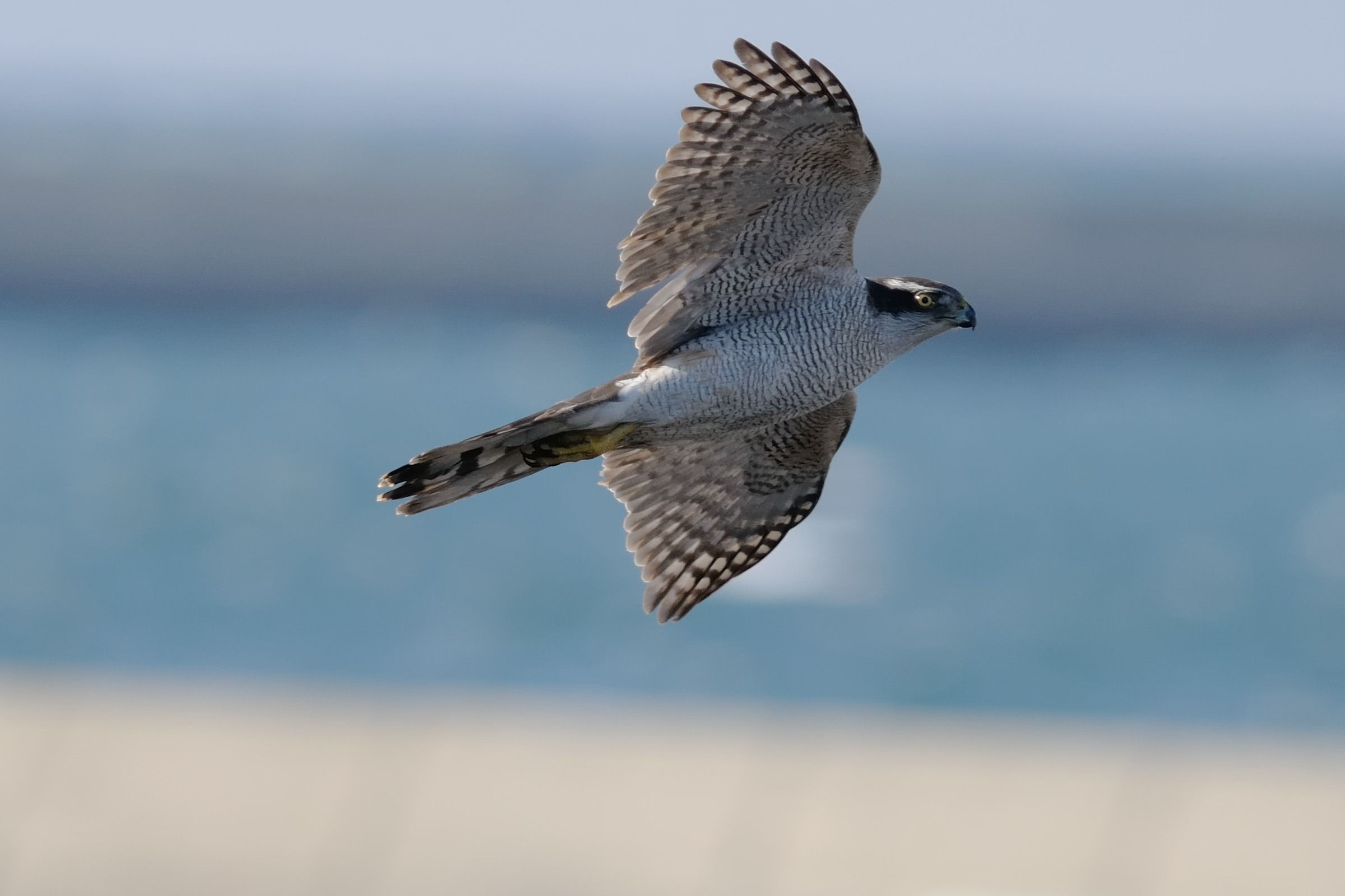 Goshawk