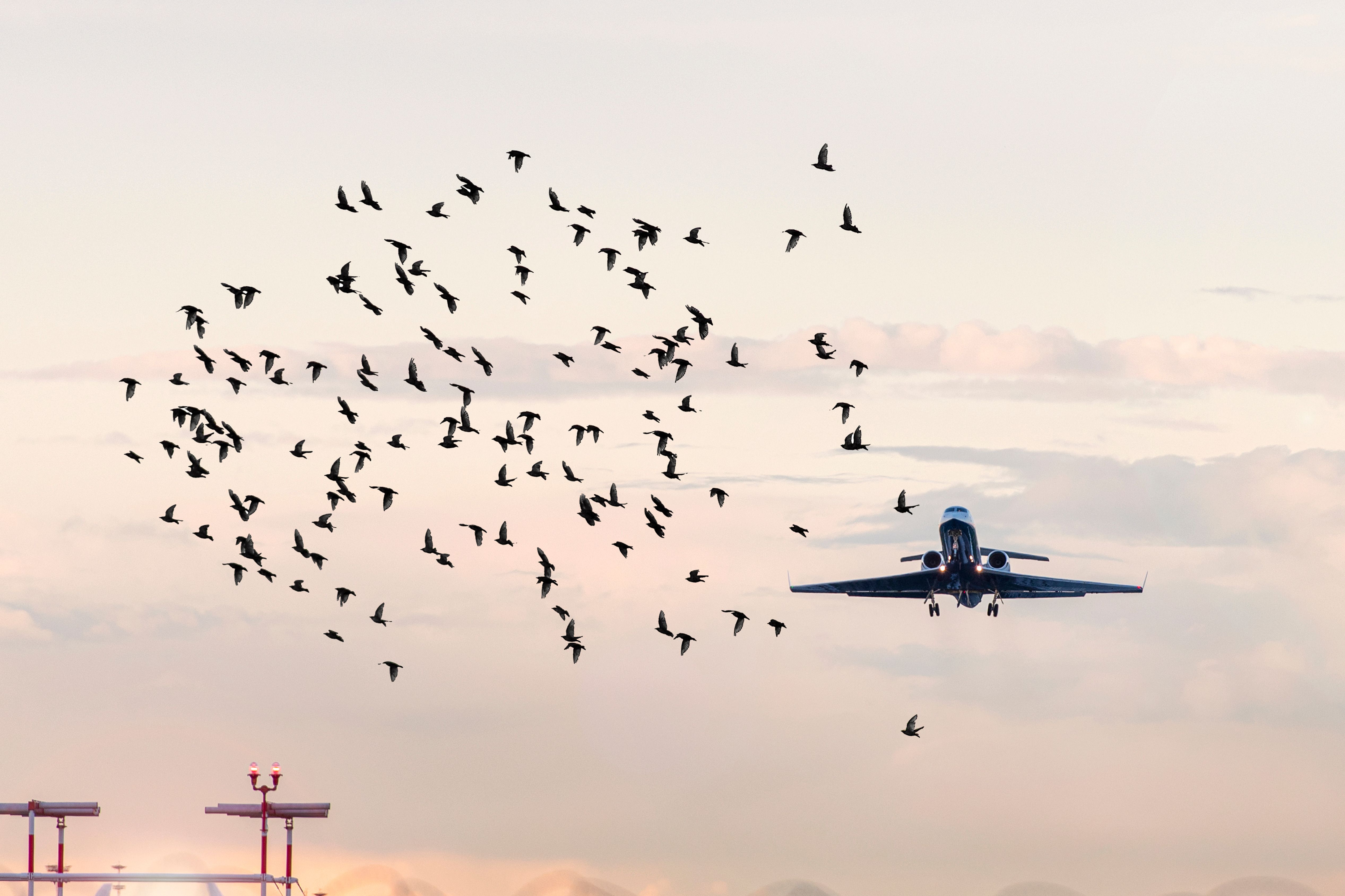 A Flock of birds flying in front of an airplane just after it takes off.