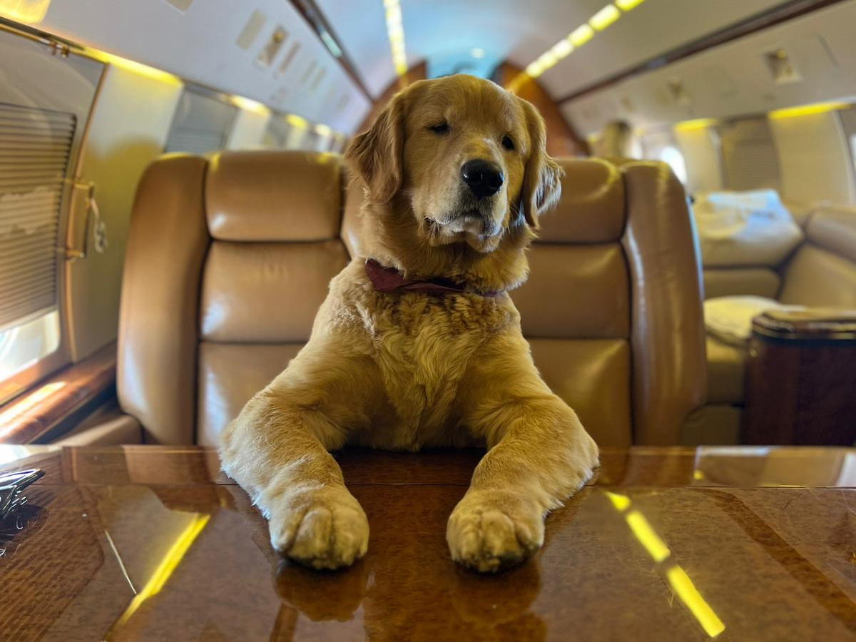 A dog with its two front legs on a business jet table.