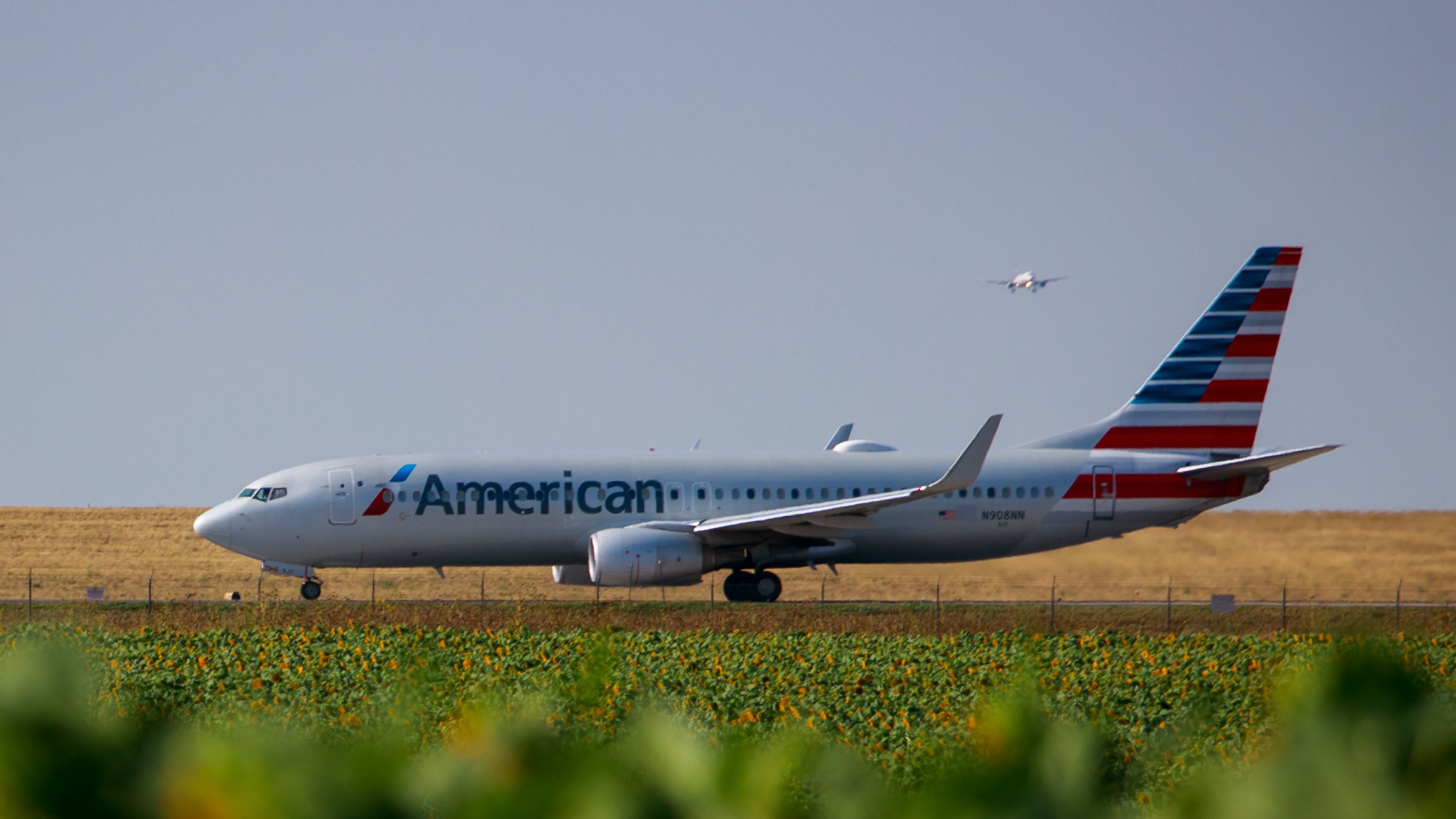 American Airlines in front of sunflowers