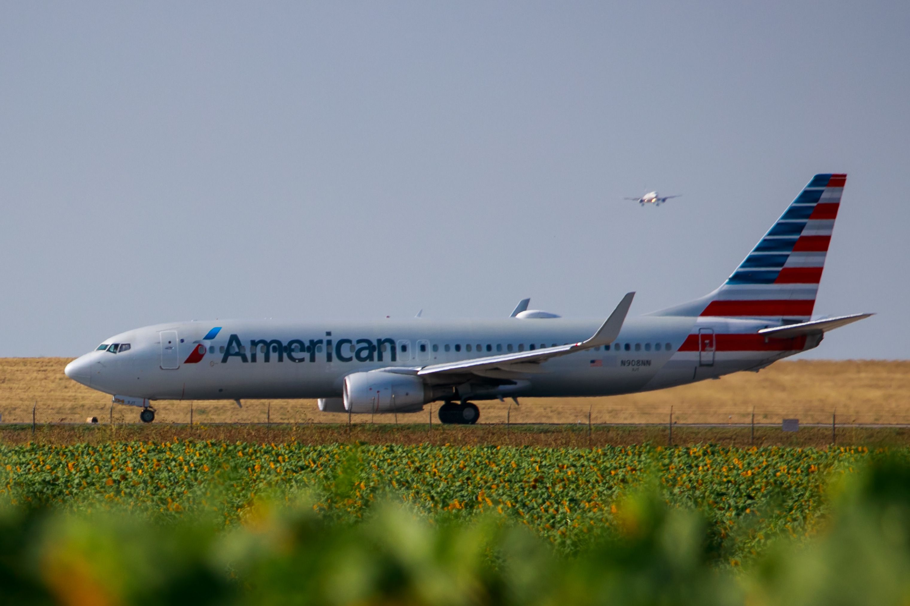 American Airlines plane in a field of sunflowers 