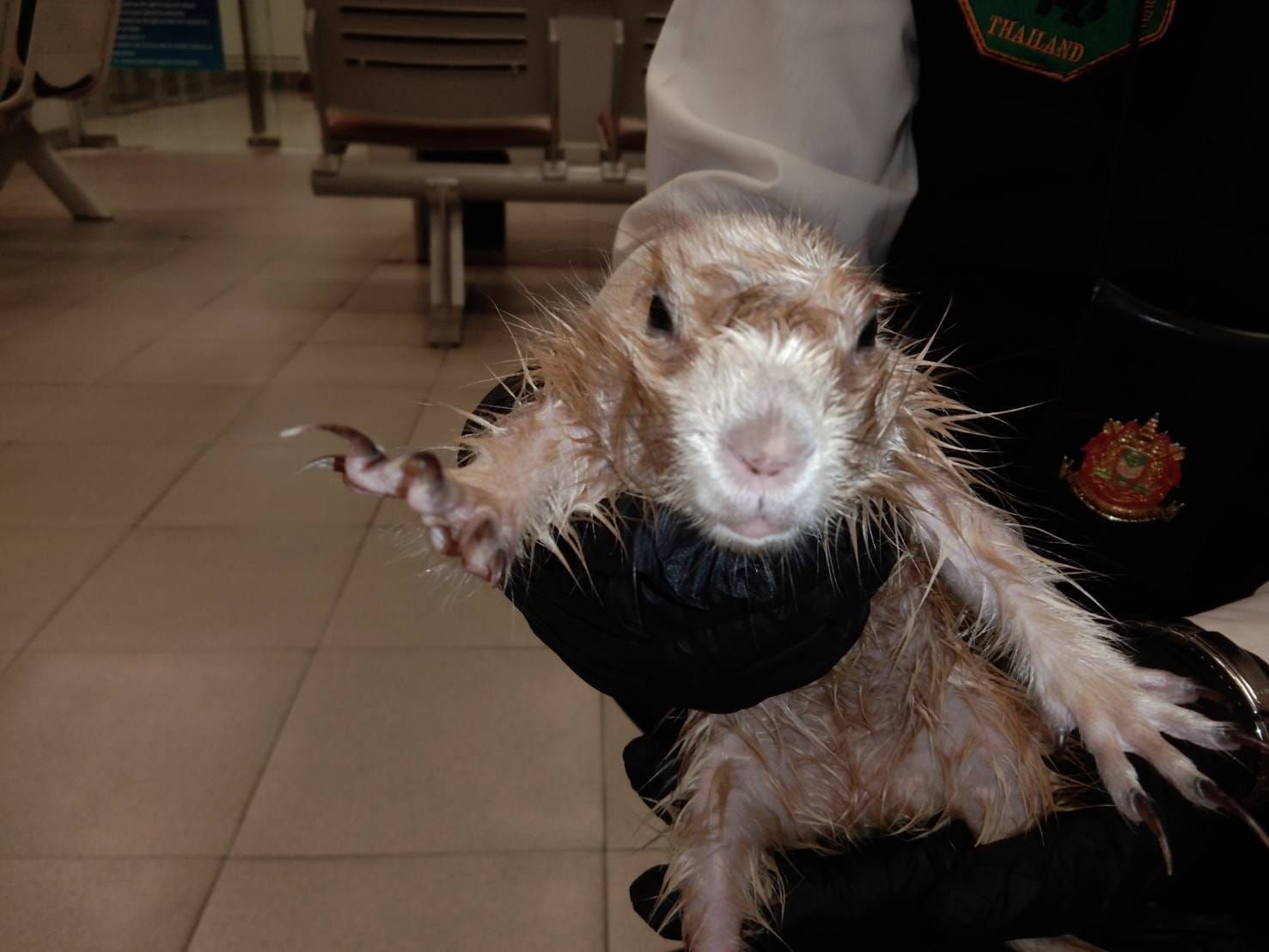 Bangkok Airport Busts Passenger Smuggling Two Otters & A Prairie