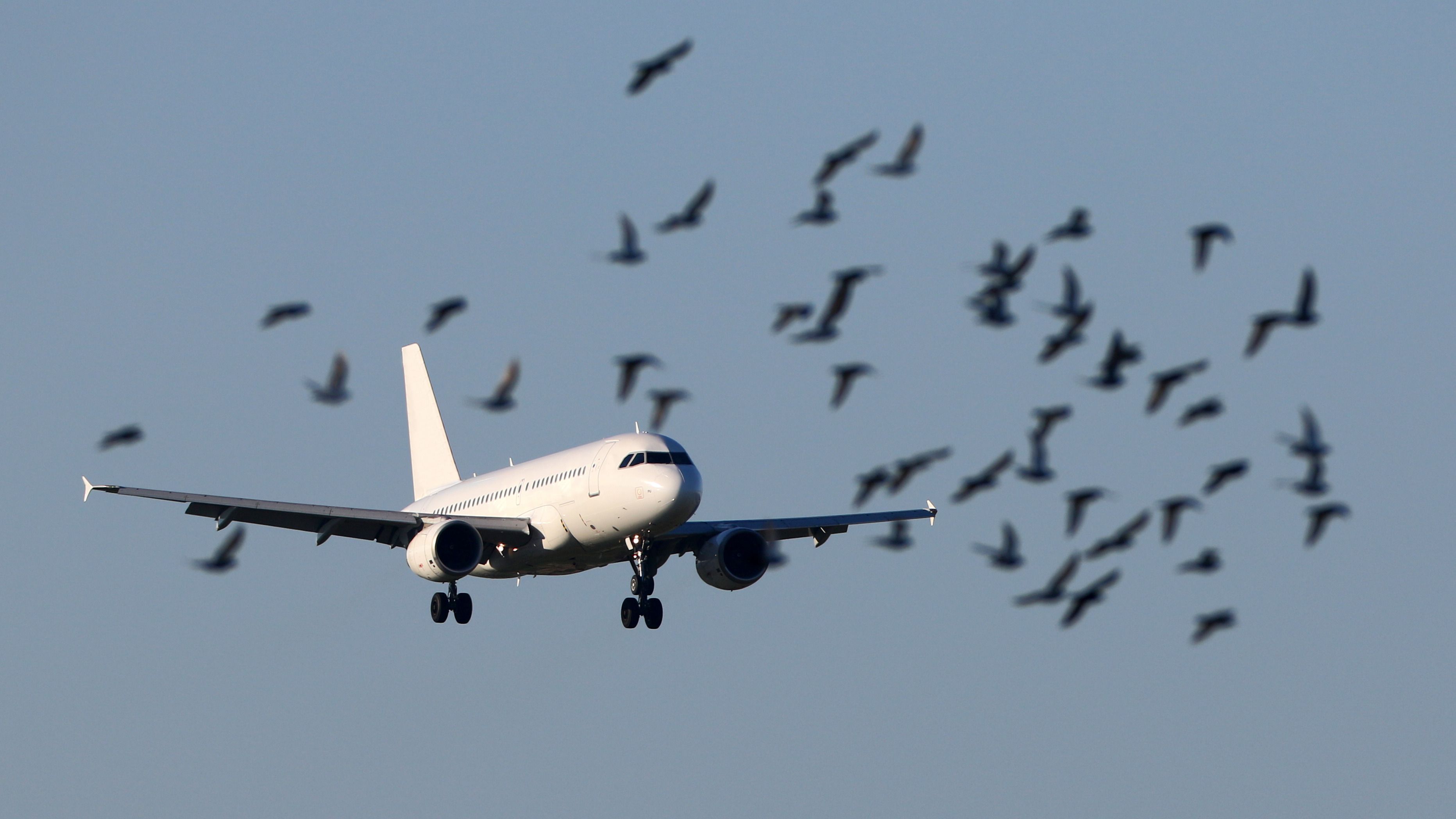 An aircraft landing in the back, while a flock of birds fly in the front 