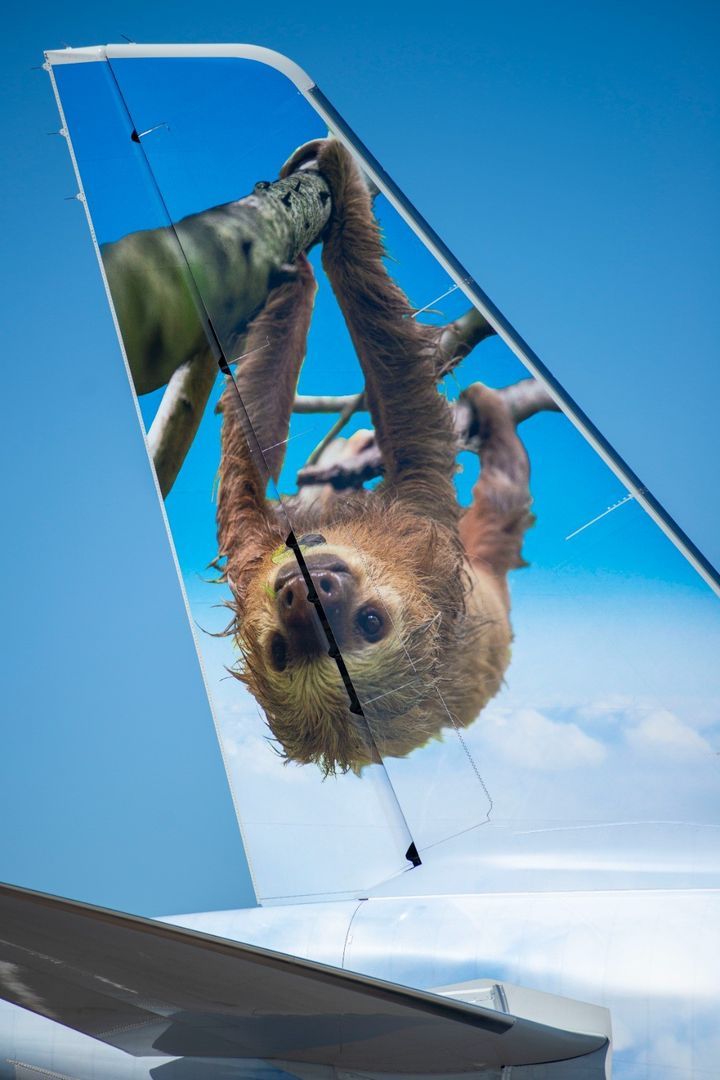 Frontier Airlines Airbus A321neo Featuring Costa Rican Sloth Lands In