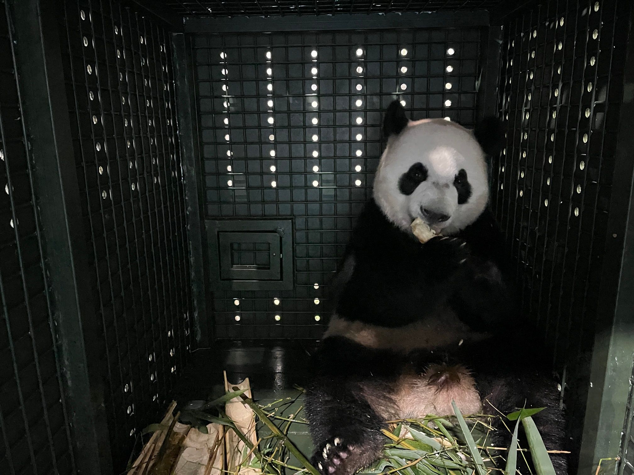 Panda eating bamboo in custom travel crate on airplane