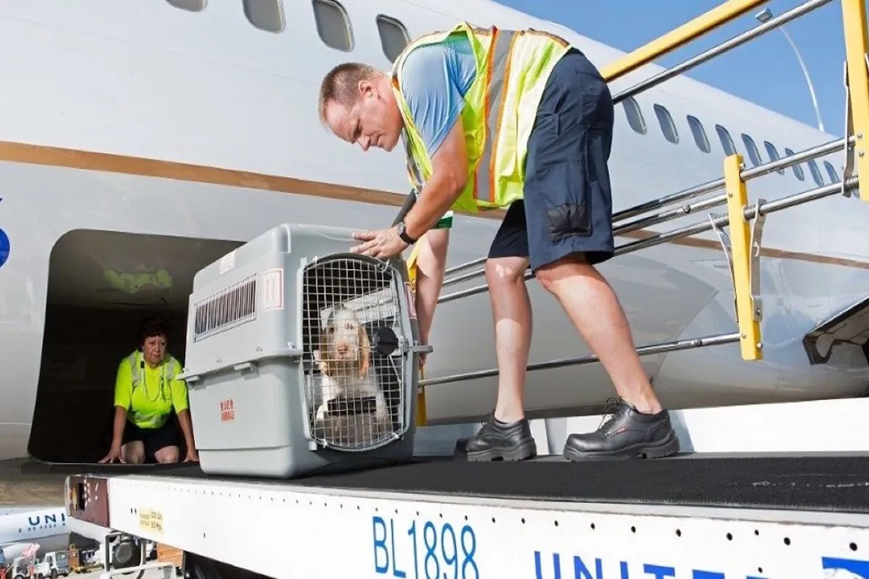 A Pet Being Loaded Into United Airlines Cargo Hold.