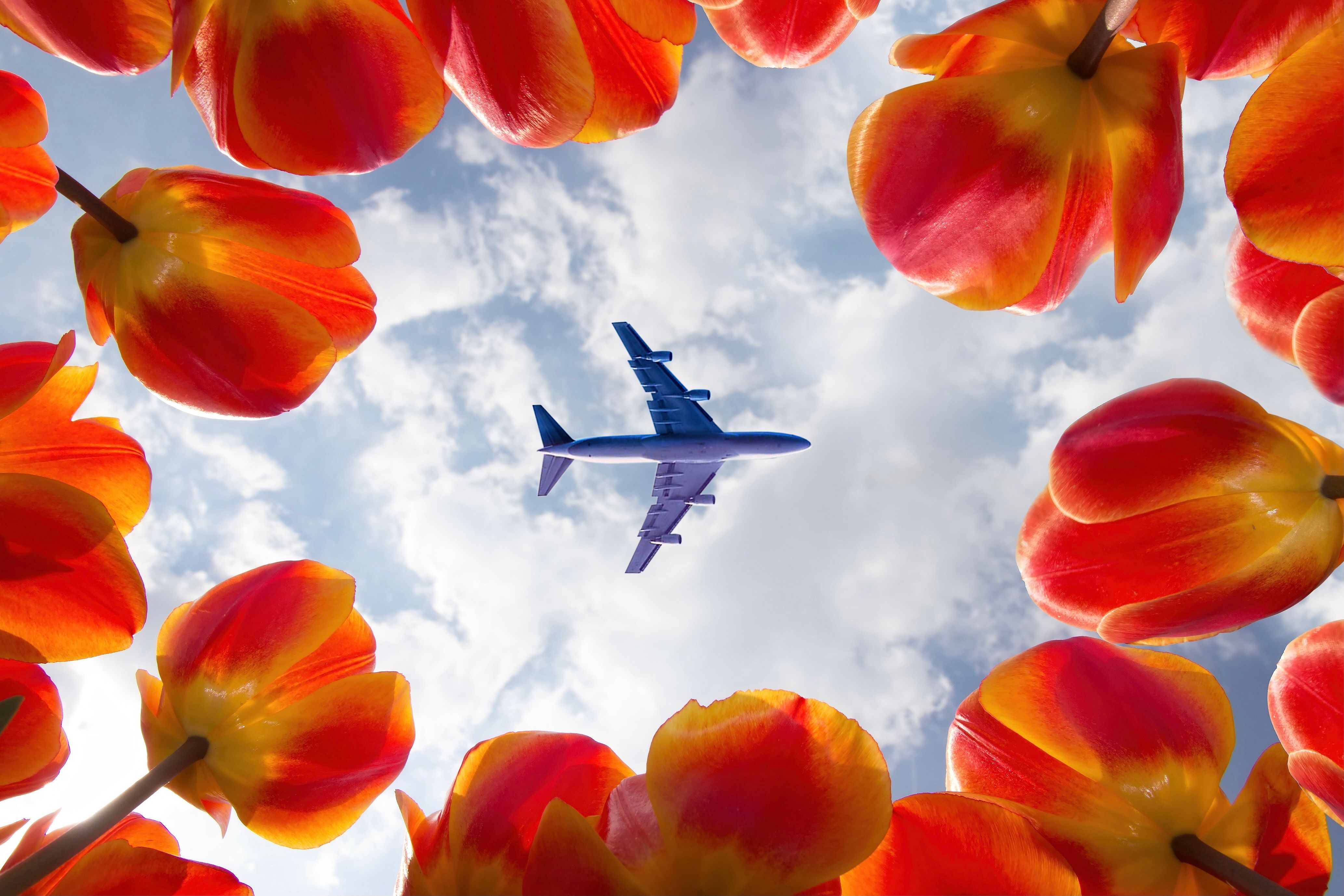 From Everywhere, With Love How Airlines Fulfill The Global Demand For Flowers On Valentine’s Day