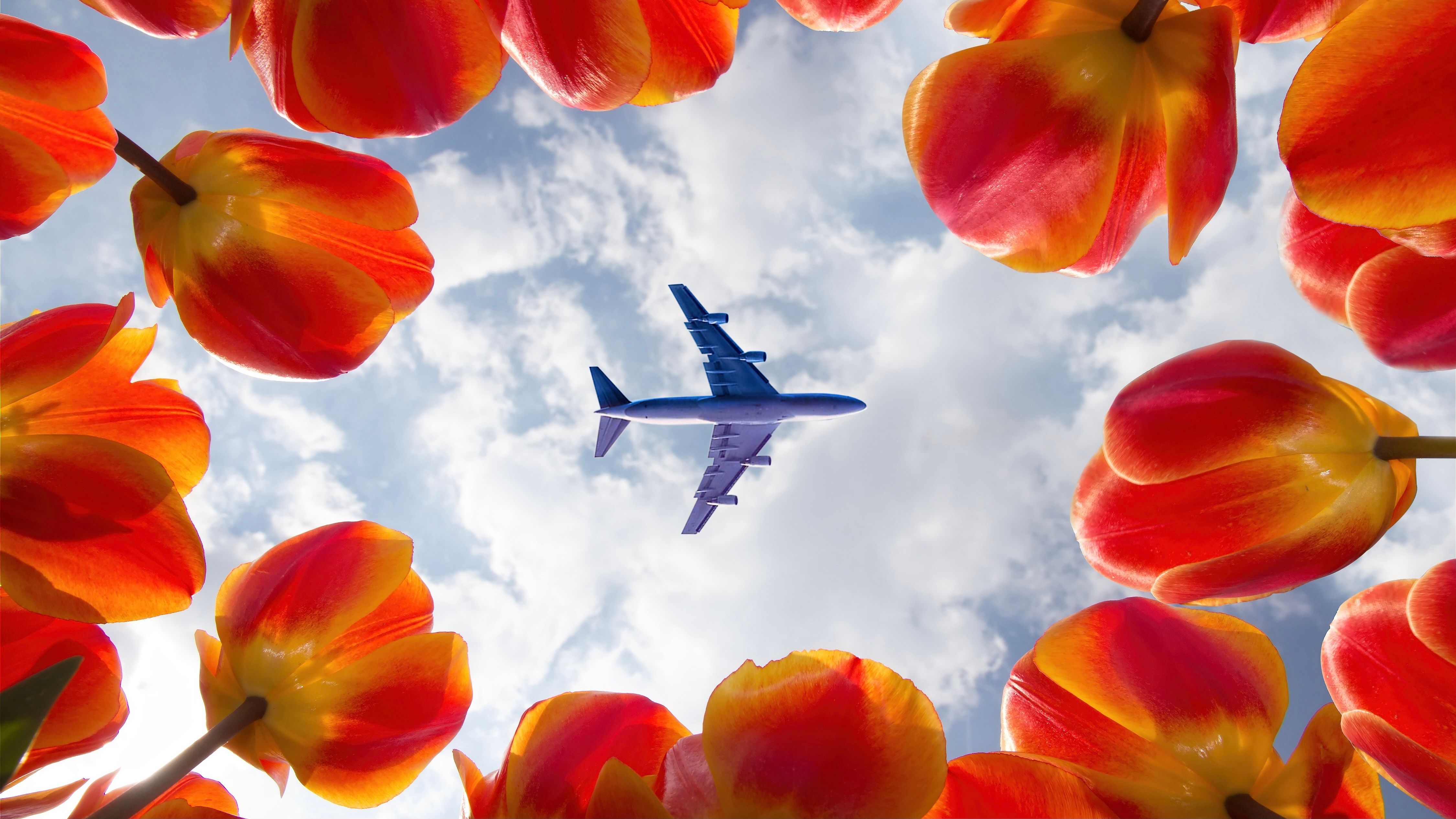 Flowers Below Aircraft 