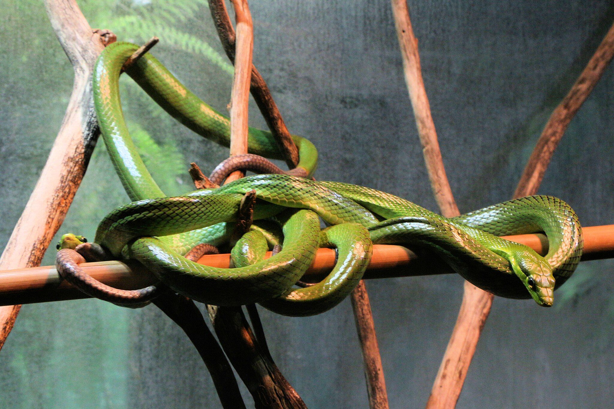 An Australian Tree Snake wrapped around some branches.