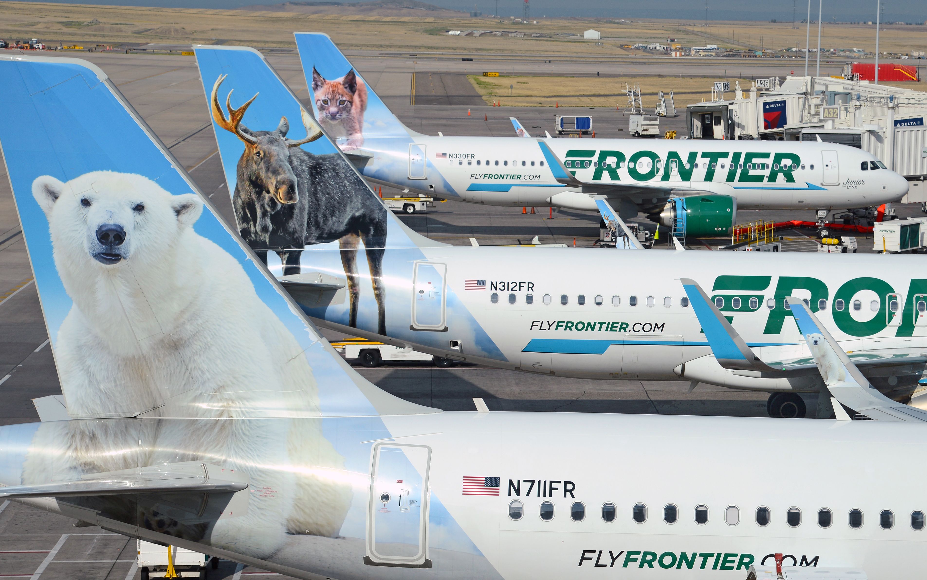 Several Frontier Airlines planes were parked on the apron of an airport.