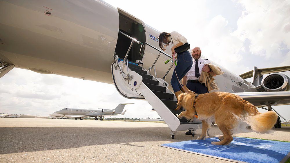 Luxury Flights For Dogs: US' Bark Air Commences Gulfstream G5 Operations