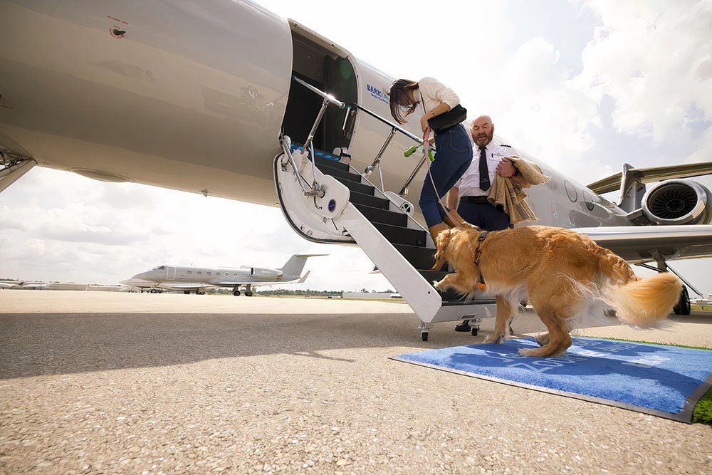 dogs boarding G500