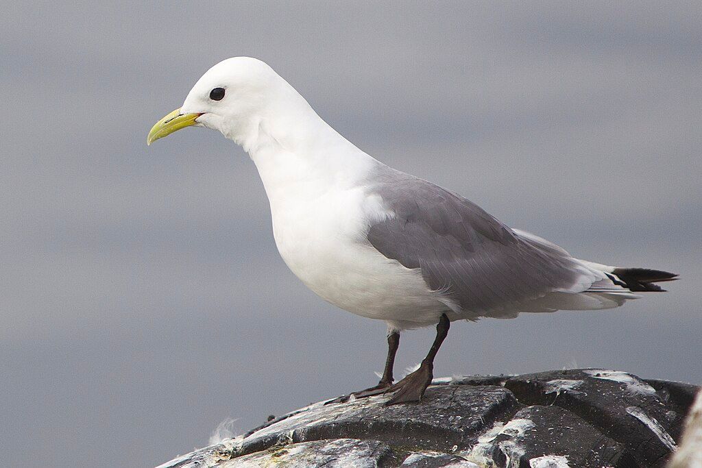 Black-legged kittiwake (Rissa tridactyla) AKA Sea Mew