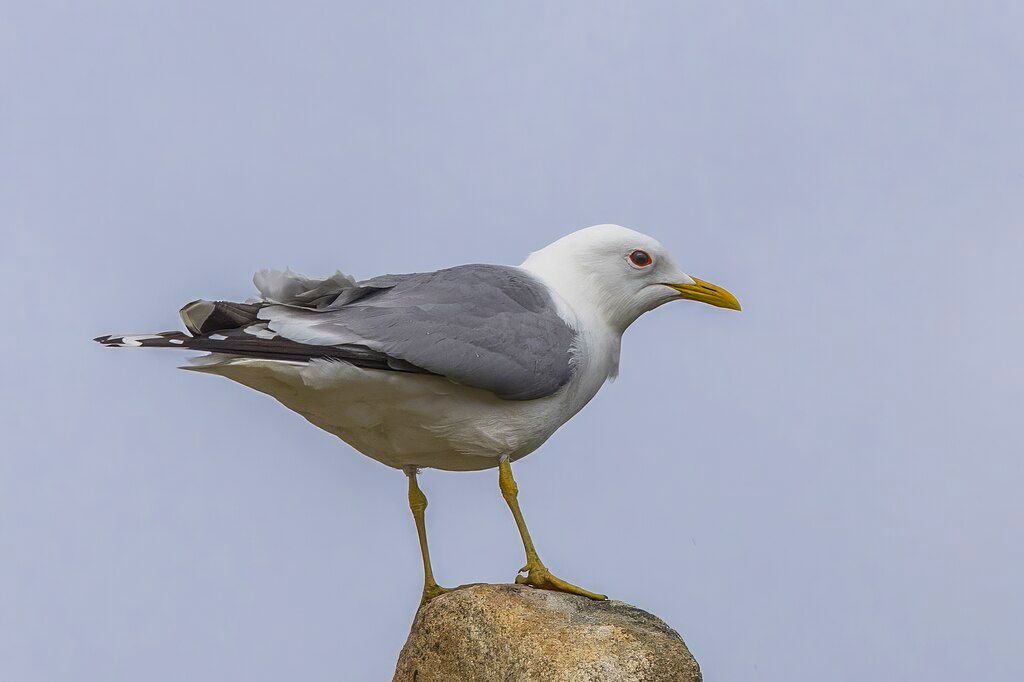 Common_gull_(Larus_canus) AKA Sea Mew