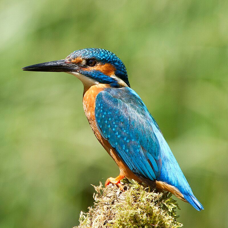 Alcedo atthis (Common Kingfisher - male) -England-