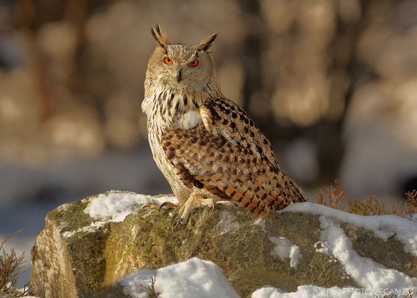 Bubo bubo sibiricus (Eurasian Eagle Owl)