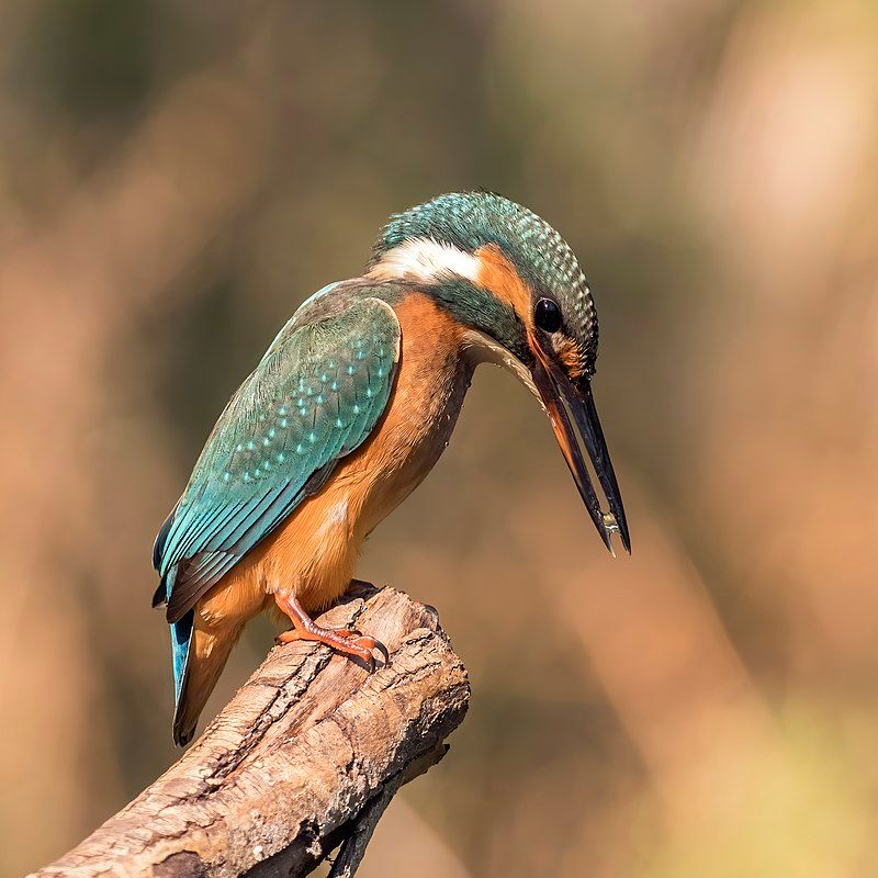 Common_kingfisher_(Alcedo_atthis_ispida)_female (Hungary)