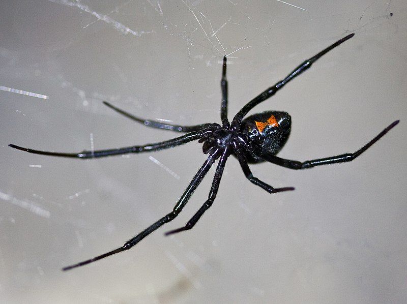 Latrodectus_hesperus_Black_Widow_Spider
