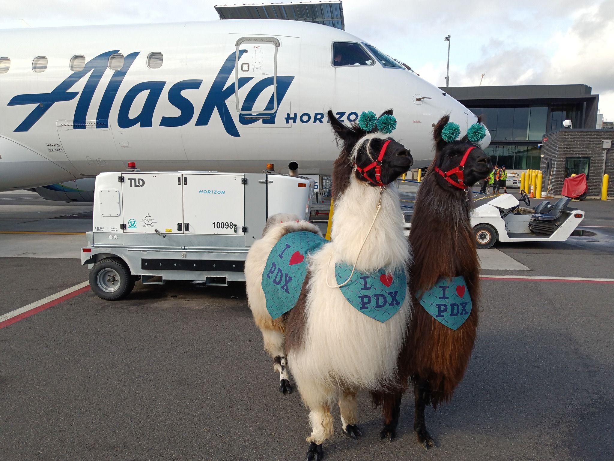 Llamas at Portland International Airport.