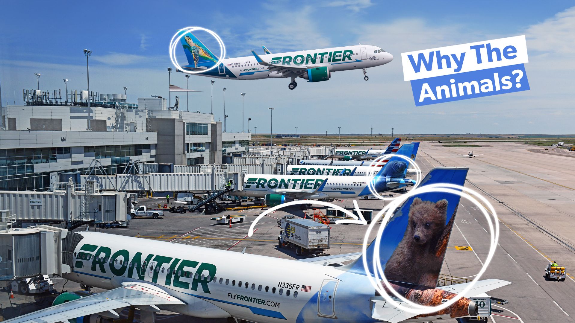 Frontier airlines animal policy best sale