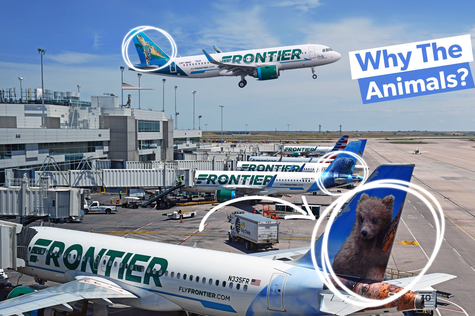 Frontier Airlines' Animal-Themed Tail Liveries Custom Thumbnail