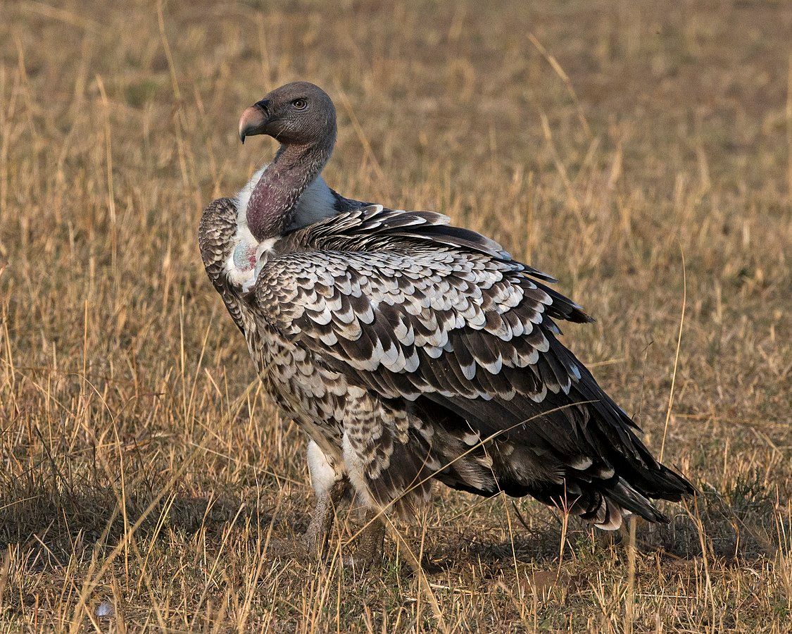 Rüppell's_Vulture_(Gyps_rueppelli)_(21160089681)