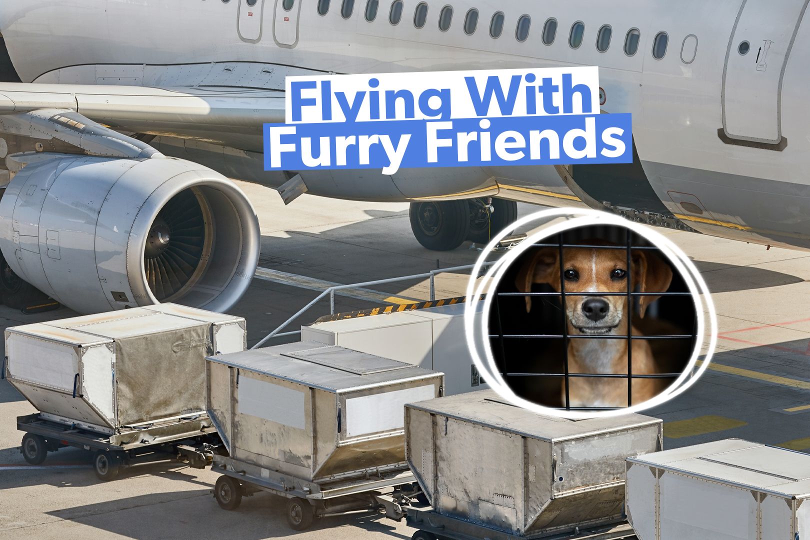 Is Pet Travel In The Cargo Hold Really Safe?