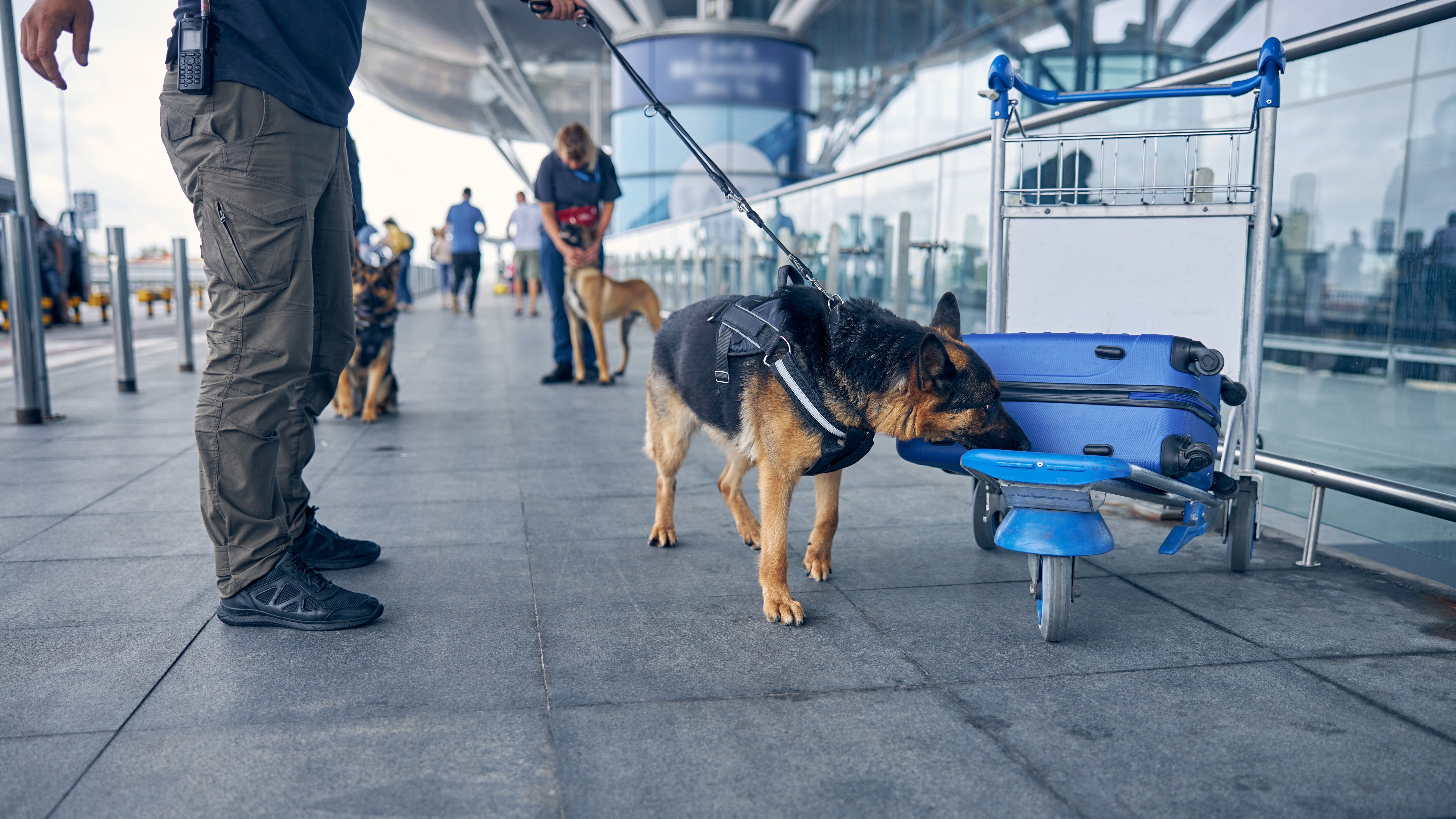 TSA Releases 2025 Canine Calendar Honoring Explosives Detection Dogs