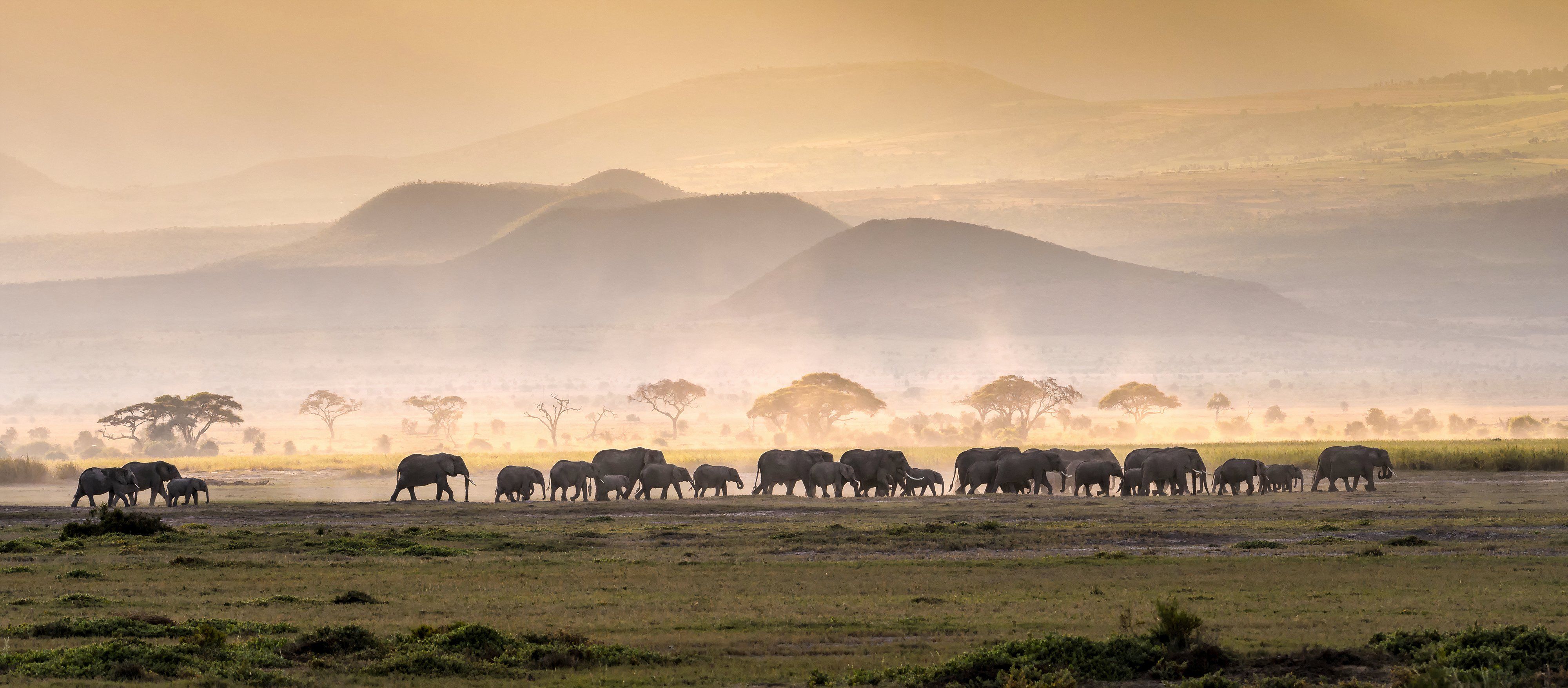 Elephants in Serengeti Savannah